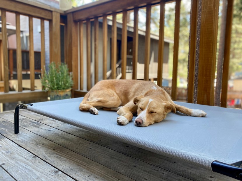 elevated dog bed - indy taking a dog nap on the amazon basics cooling elevated dog bed.