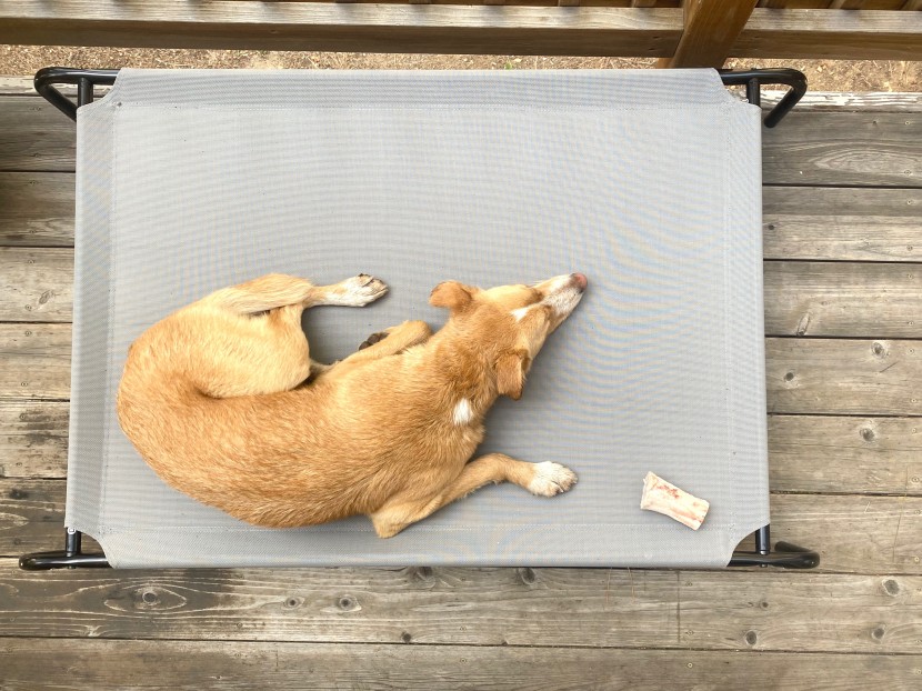 elevated dog bed reviews