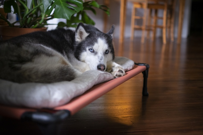 best beds for huskies