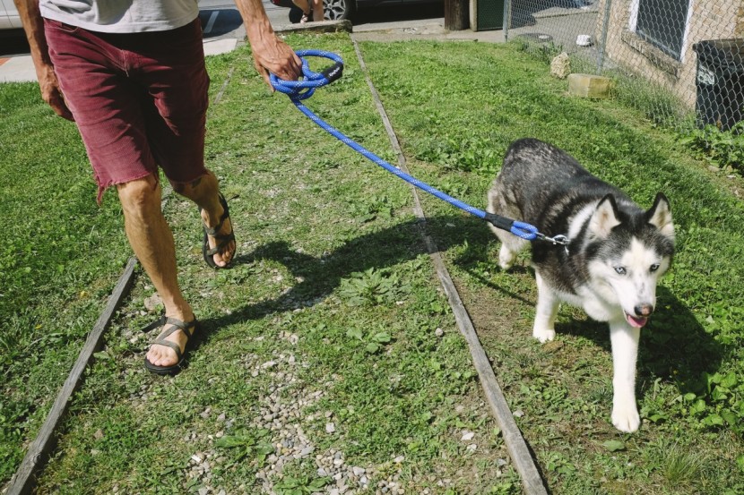 we put each leash to the test, calling upon friends and their pups...