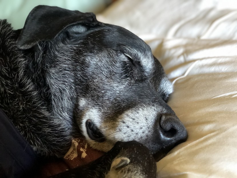 bamboo sheets - the linenwalas sheets are the most wrinkle-prone set we tested - if...