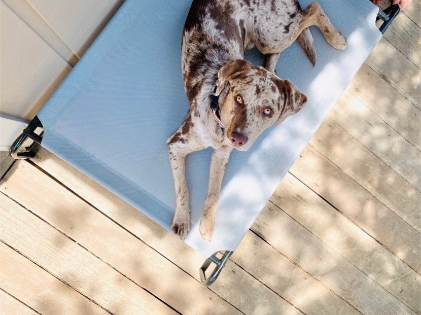 arlo enjoying the amazonbasics cooling elevated dog bed, size large.