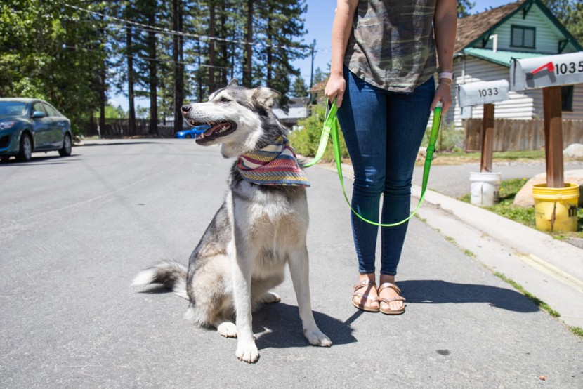dog leash - extra handles mean more control, whether there&#039;s a car coming...