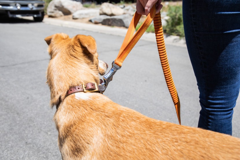 best dog leash for chewers