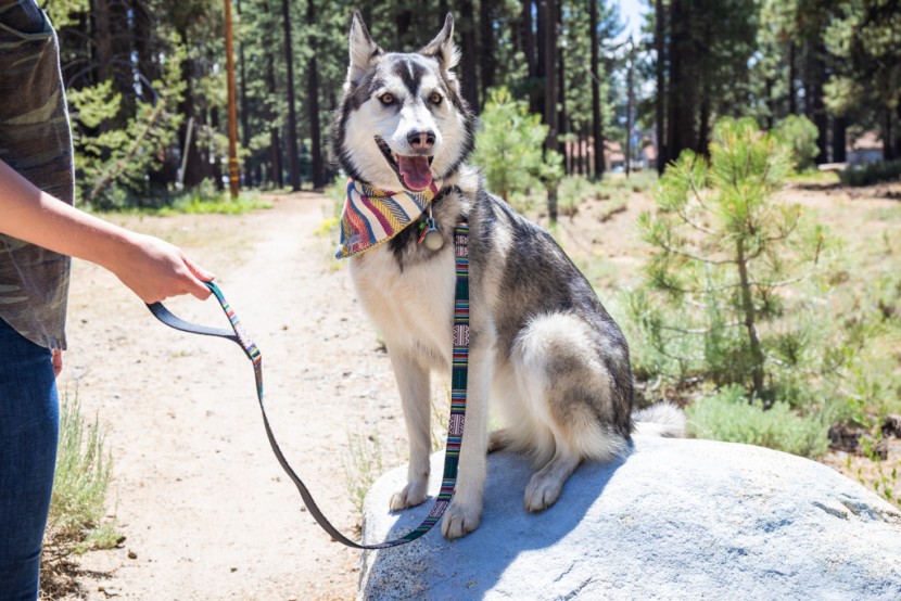 dog leash - this stylish leash stood out, no matter the setting.