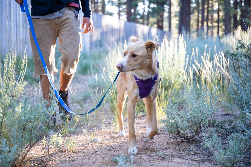 Best hiking leash best sale