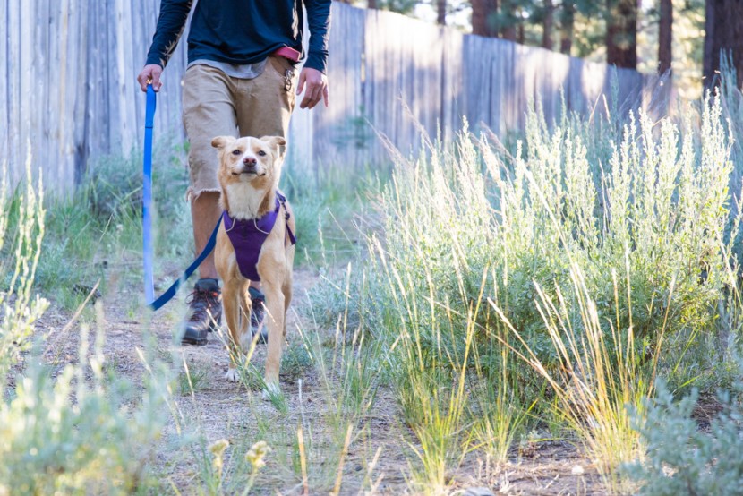 dog leash - indy happily trotting along under the simple guidance of the petsafe...