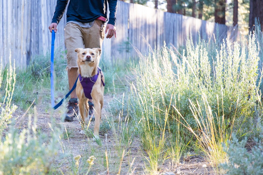 The 5 Best Dog Leashes