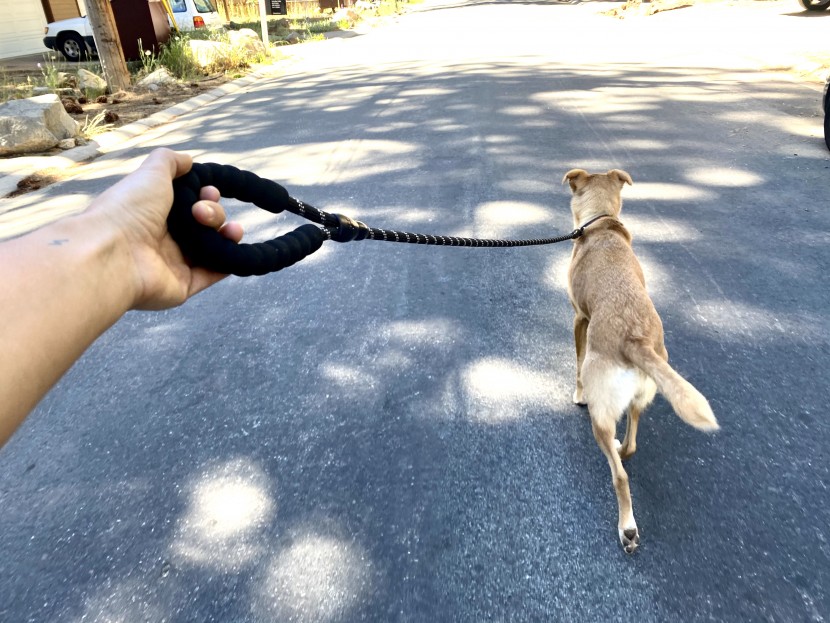 dog leash - the extra padding on the baapet leash helped reduce the risk of rope...