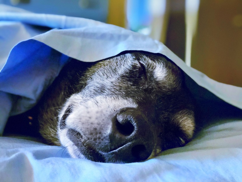 bamboo sheets - the royal hotel bamboo-cotton sheets feel more like cotton than...