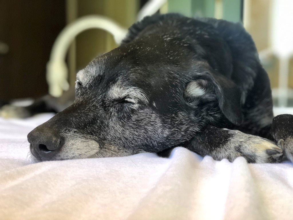 mattress protector - rest easy, knowing your mattress is protected from everyday hazards.