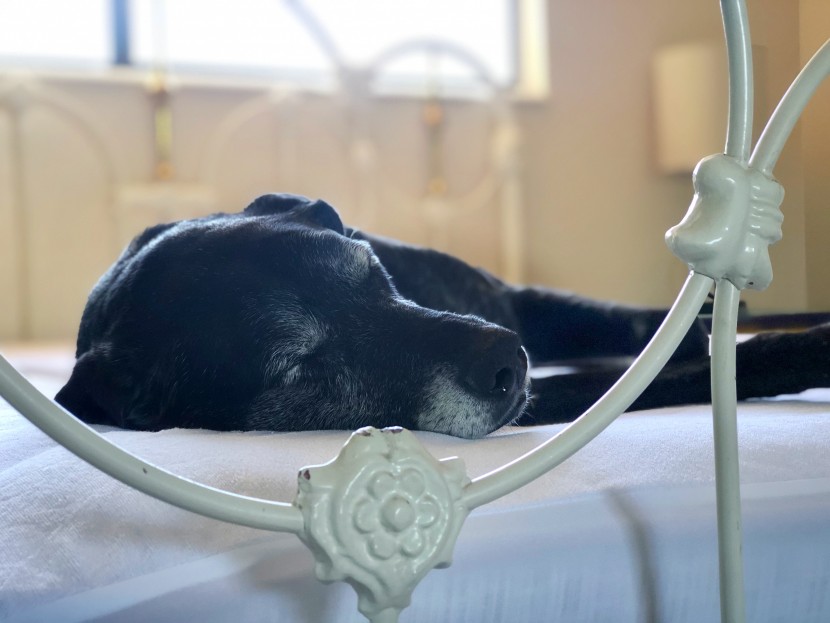 mattress protector - even the dog approves of the breathability of the sureguard on a hot...