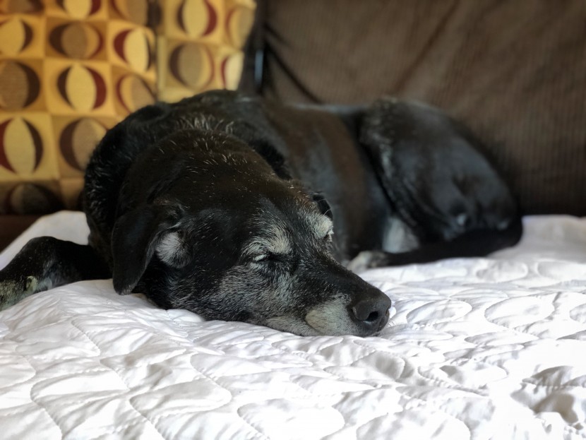 mattress protector - the priva isn&#039;t just limited to use on your bed - it also makes a...