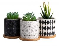 Another Good Succulent Set