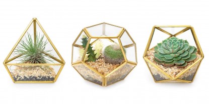 Lead photo for Best for Succulents