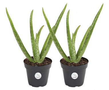 Lead photo for Best Large Option