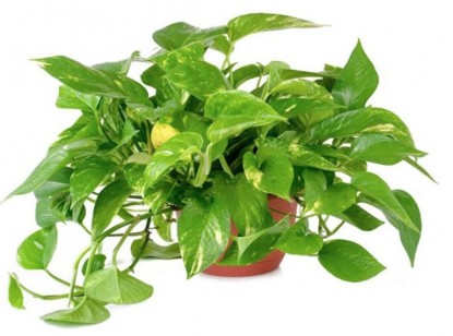 Lead photo for Best Overall House Plant