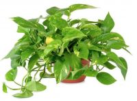 Best Overall House Plant