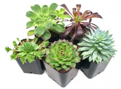 Lead photo for Best Variety Pack