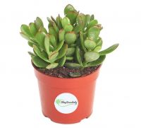 Best Succulent
