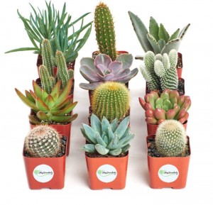 shop succulents collection of 12