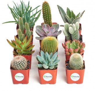 Lead photo for Best Bang for Buck