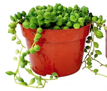 Lead photo for Best Hanging Plant