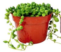 Best Hanging Plant