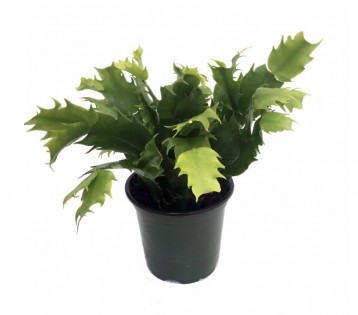 Lead photo for Another Large Option