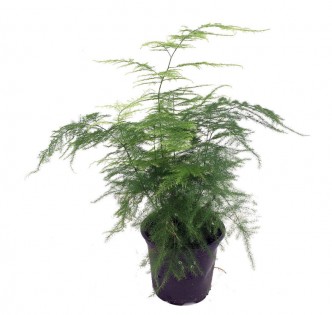 Lead photo for A Unique Low Light Fern