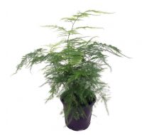 A Unique Low Light Fern