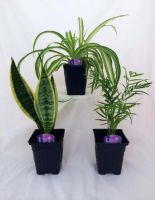 An Easy Care Variety Pack