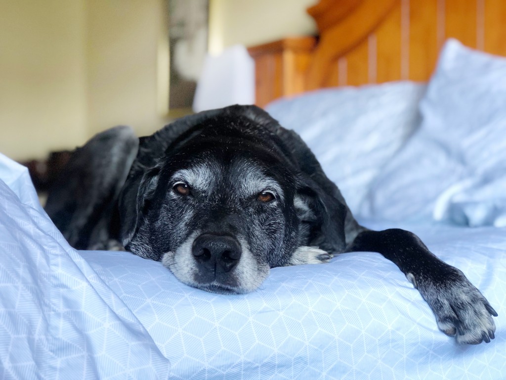 sheets - whether you share your bed with a human or a dog, or sleep solo...