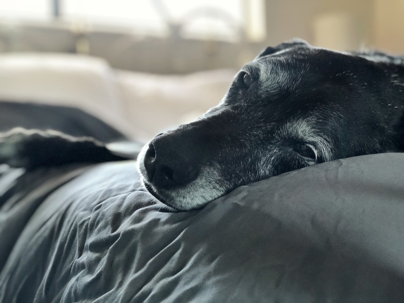 cooling sheets - the wooflinen modern duvet set are a dream you&#039;ll never want to wake...