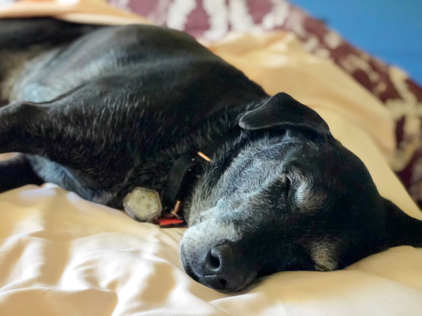 sheets - microfiber bedding is some of the most forgiving and easiest bedding...