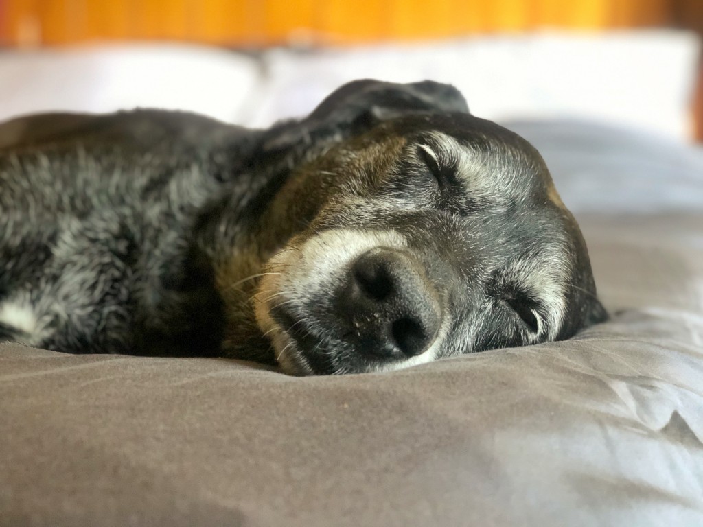 sheets - step 1: find the perfect bedding. step 2: work from home. step 3:...