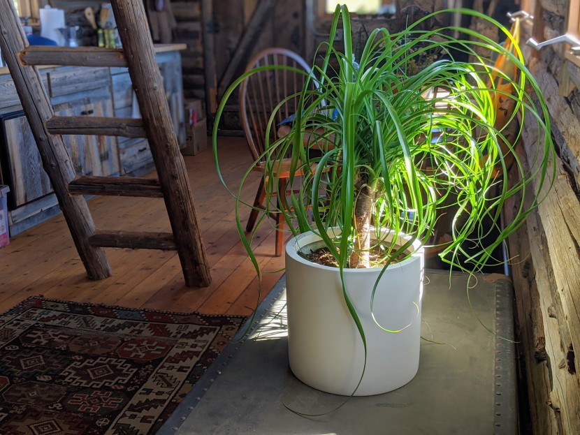 planter - the fox and fern holds this ponytail palm extremely well and is easy...