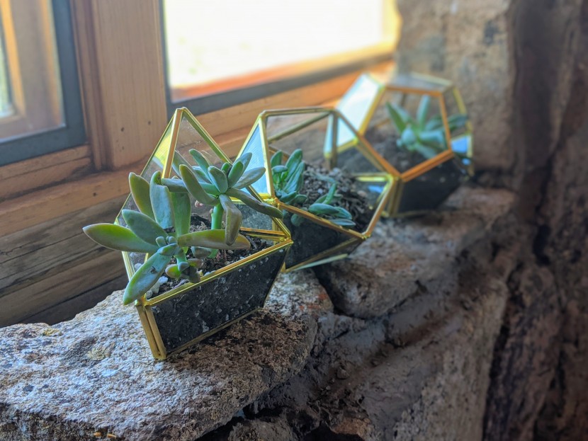 planter - succulents fit great in these little glass planters.