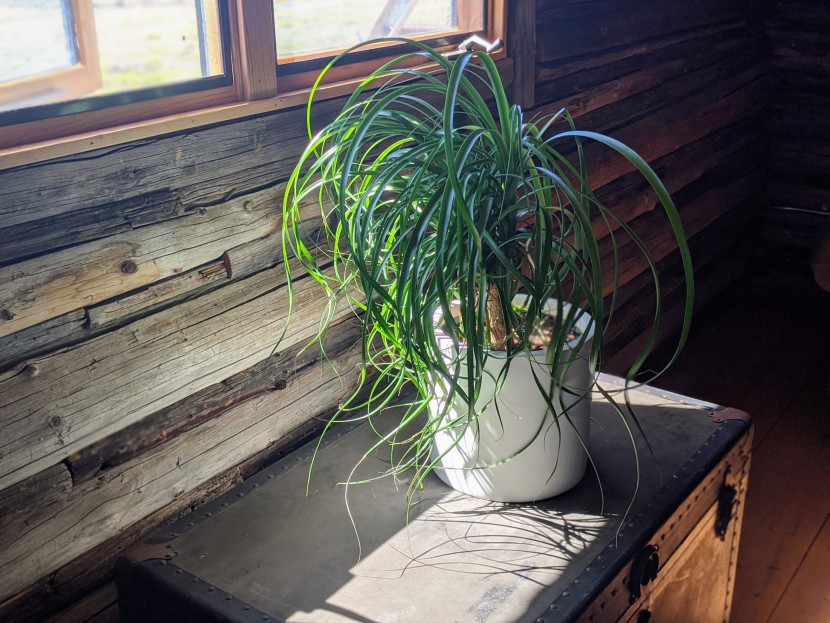 planter - the fox and fern can seamlessly blend with almost any decor.