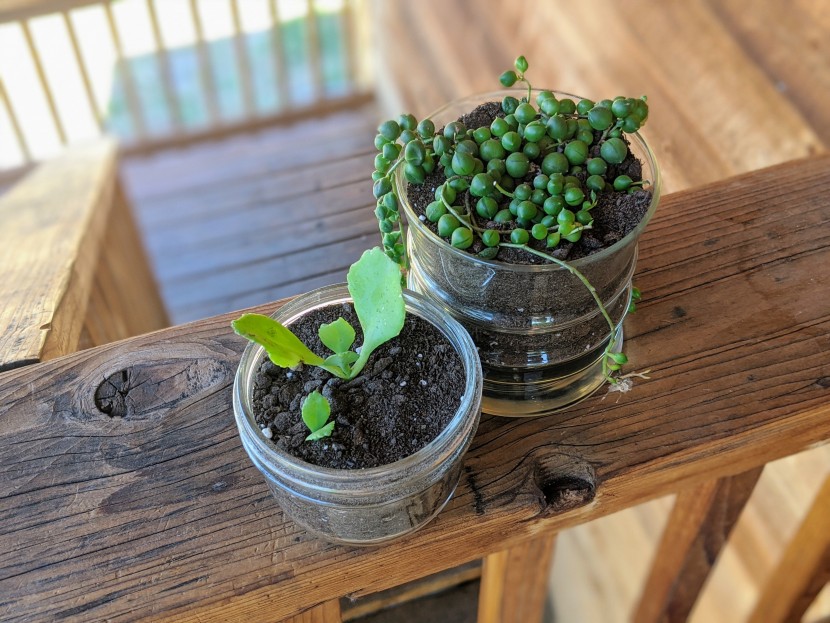 a couple single plantings of succulents.