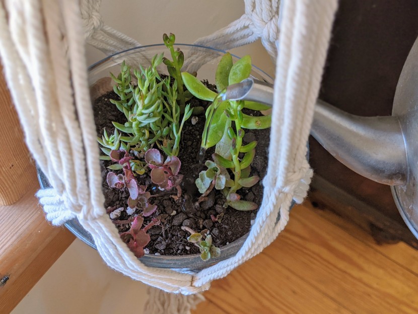 succulents - even succulents need occasional watering, some more than others.