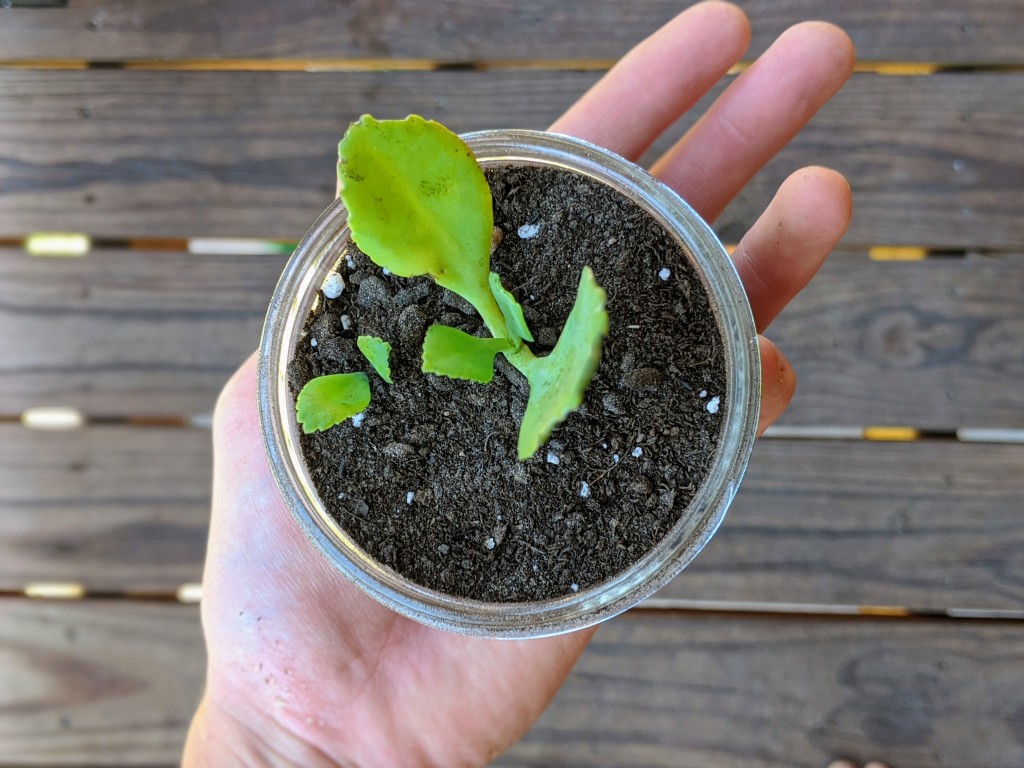 succulents - before: this mother of thousands arrived in poor condition and very...