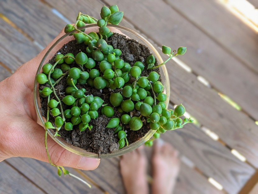 succulents - the string of pearls plant has a unique vine and leaf pattern that...
