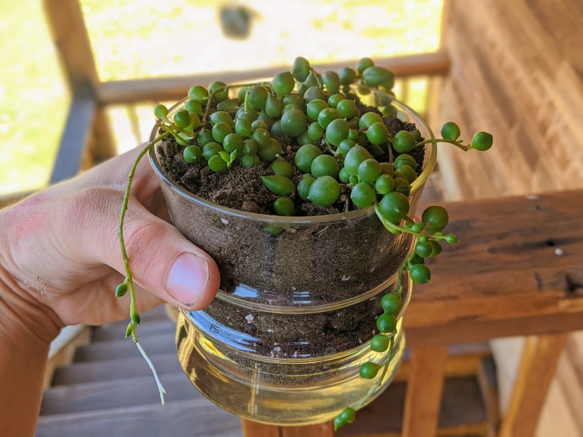 succulents - the string of pearls had interesting leaves and attractive long...