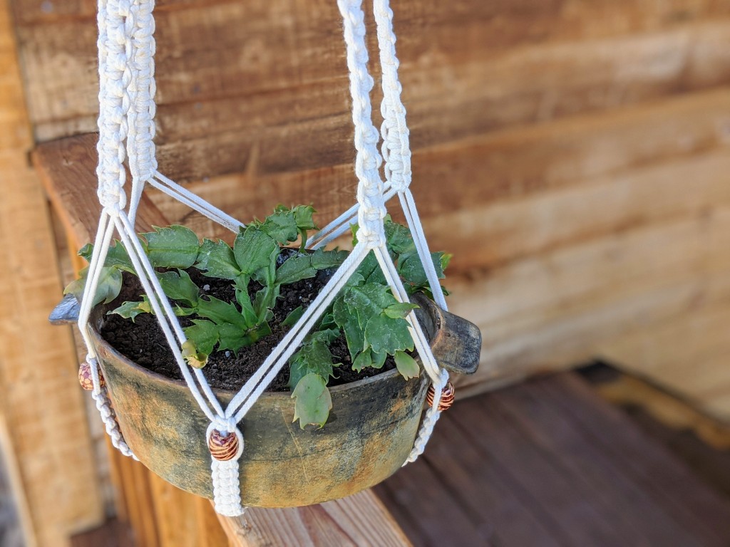 succulents - we moved each plant around the test house to see where each one...