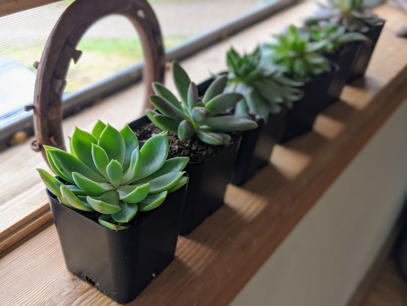 succulents - these echeveria arrived extremely healthy and full.