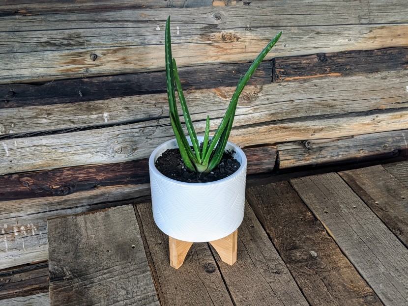 succulents - this tall aloe vera plant looks great in a minimal setting.