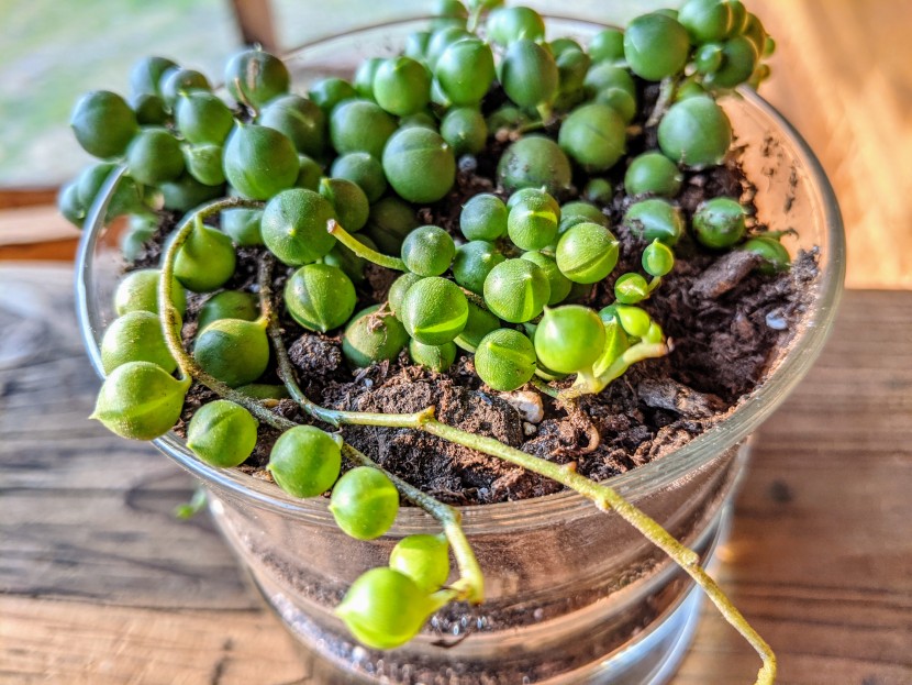succulents - small nodes can be seen emerging from the ends of the string of...