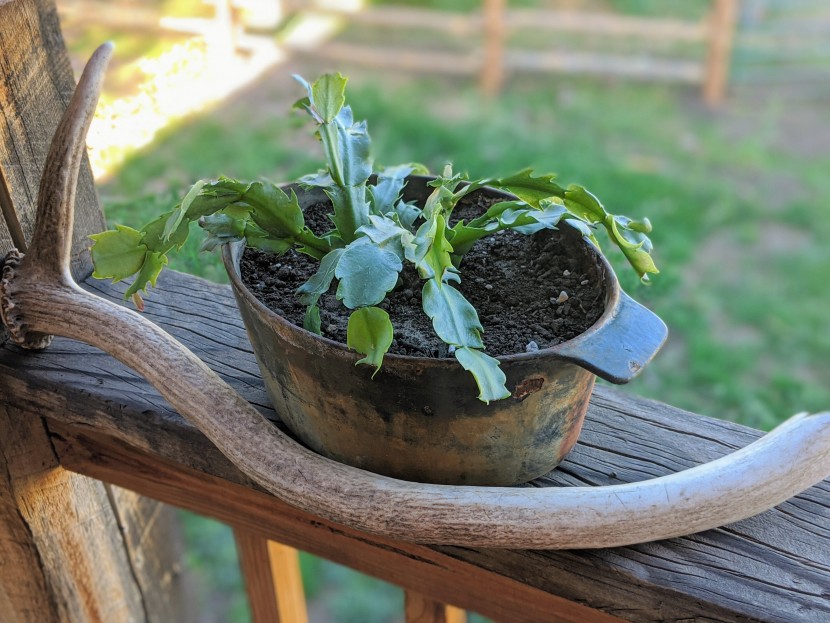 succulents - this christmas zygocactus comes well established with long strings...