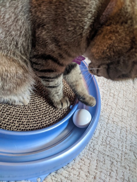 cat toys - tester pookah demonstrates a good ability to paw the circling ball...